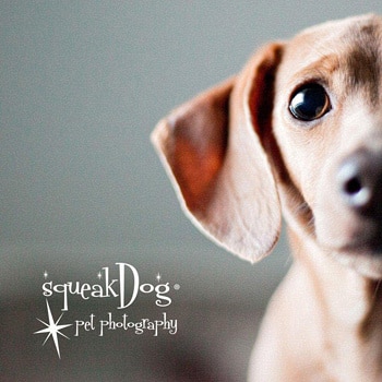 Close up of dog's face