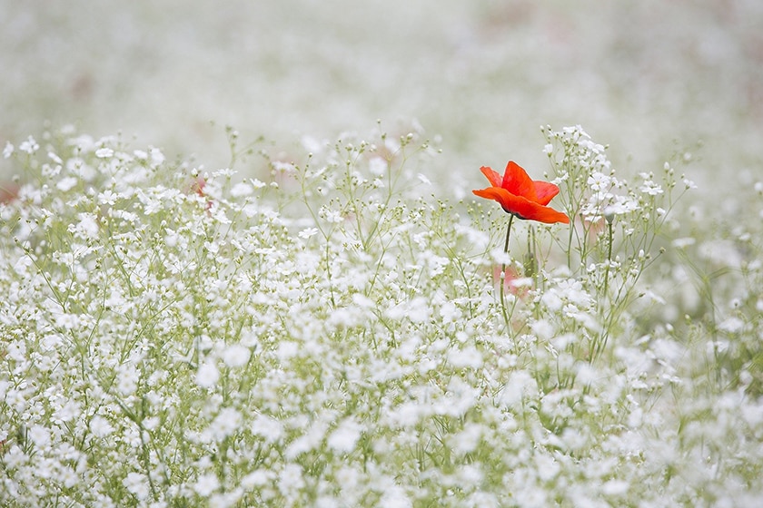 single poppy in a field of white flowers