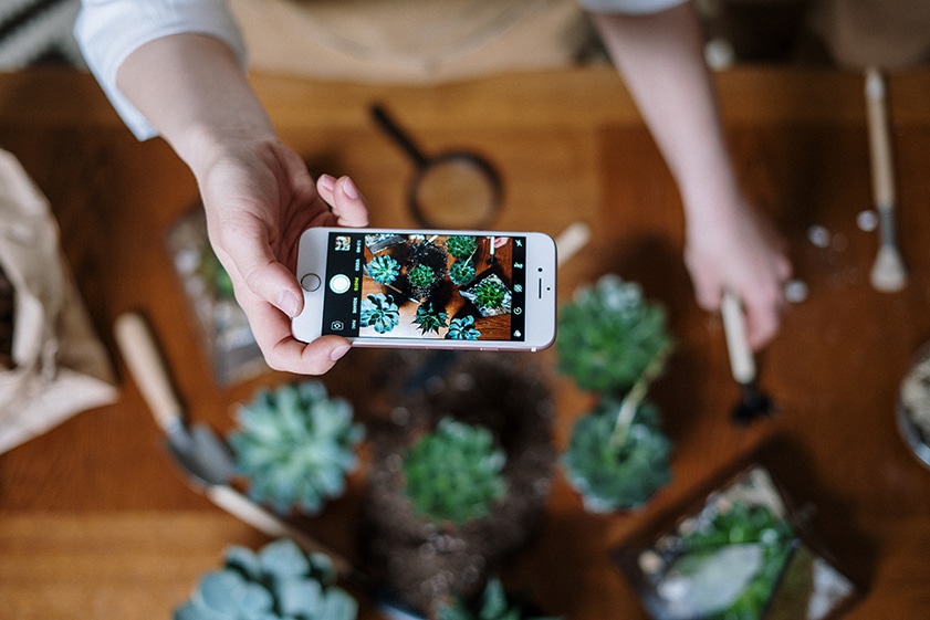 cell phone camera taking image of succulents