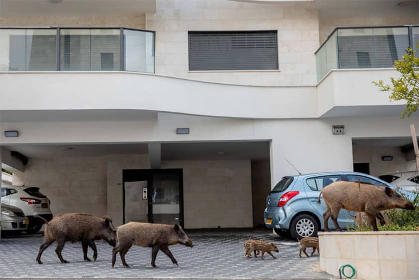 wild boars walking through Haifa, Israel
