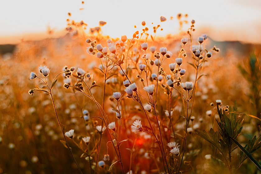 wildflowers backlit by golden sunshine