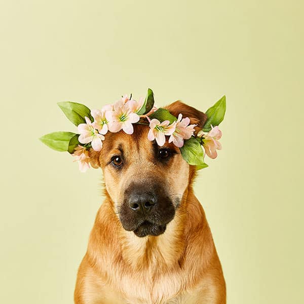 dog wearing floral crown