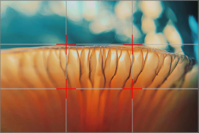 The rule of thirds as used in a macro image of fungus - viewfinder thirds grid overlay