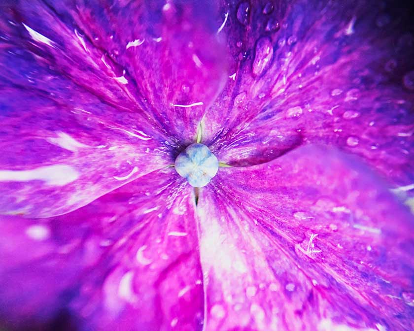 Macro image of purple flower with water droplets