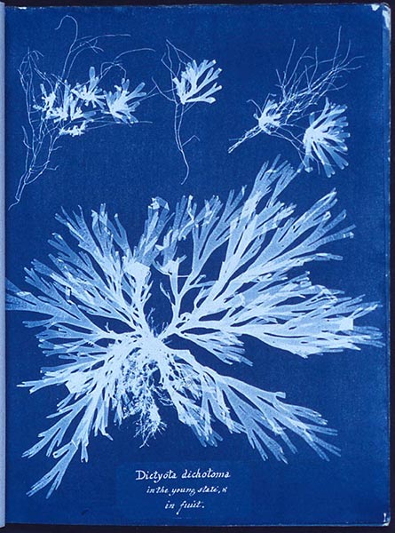 cyanotype by Anna Atkins