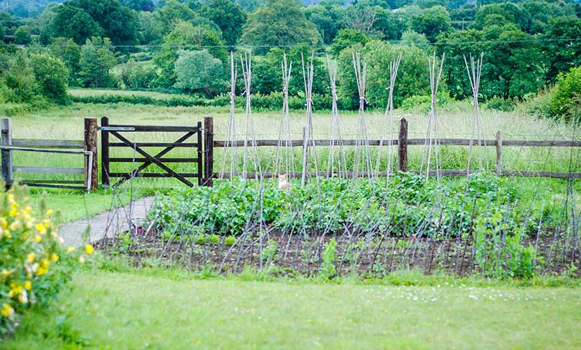 backyard scene of garden, dog, fence, and field