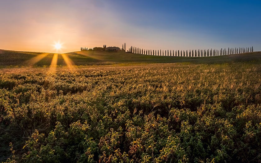 golden orange sunbeams shining across green fields edged with lombard trees