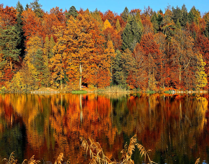 landscape of autumn foliage with reflection in the water