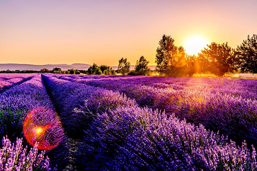 Nature landscape image with purple flowers at sunset or sunrise