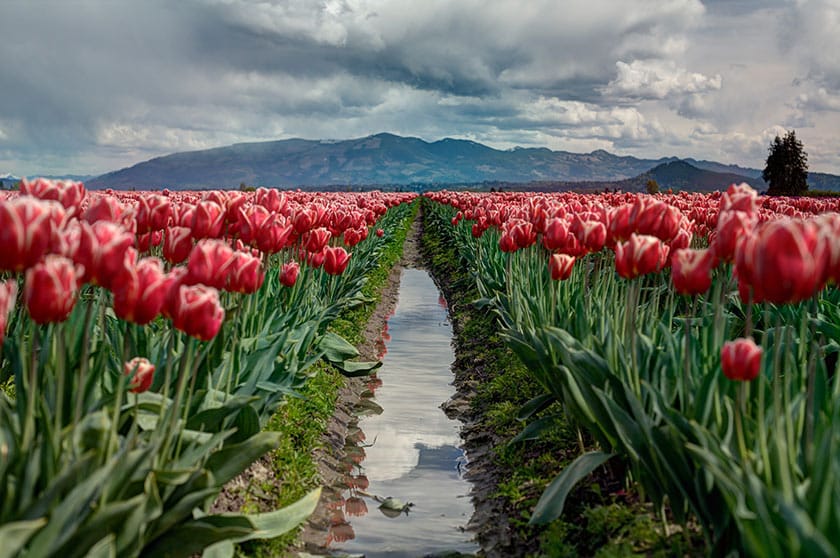 landscape of tulips growing in the springtime