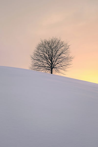 winter landscape of one tree in a snowy field