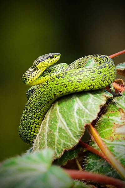 green snake on leaf