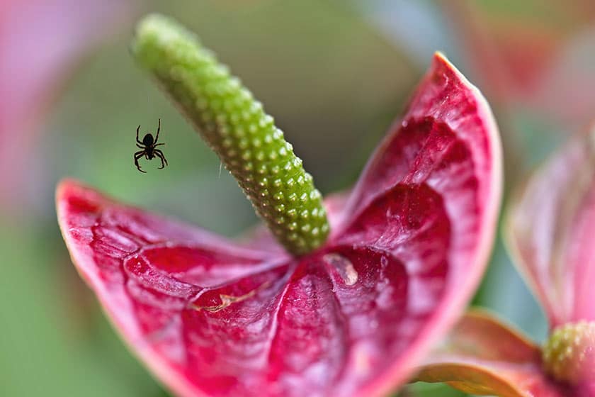 spider hanging off flower