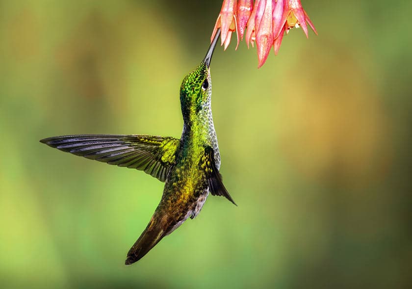 humming bird with flower