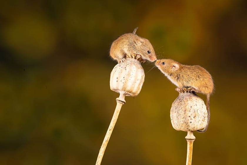 mice on mushrooms