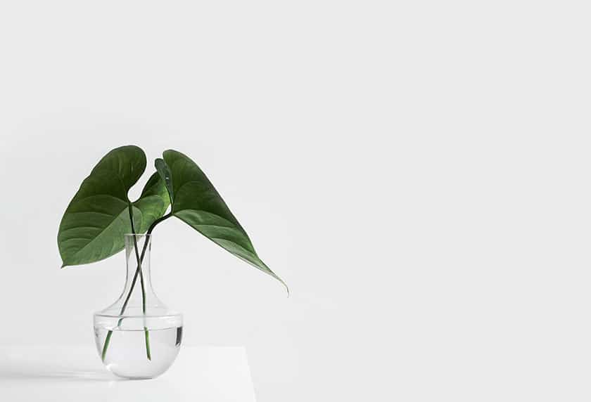 leaf in vase