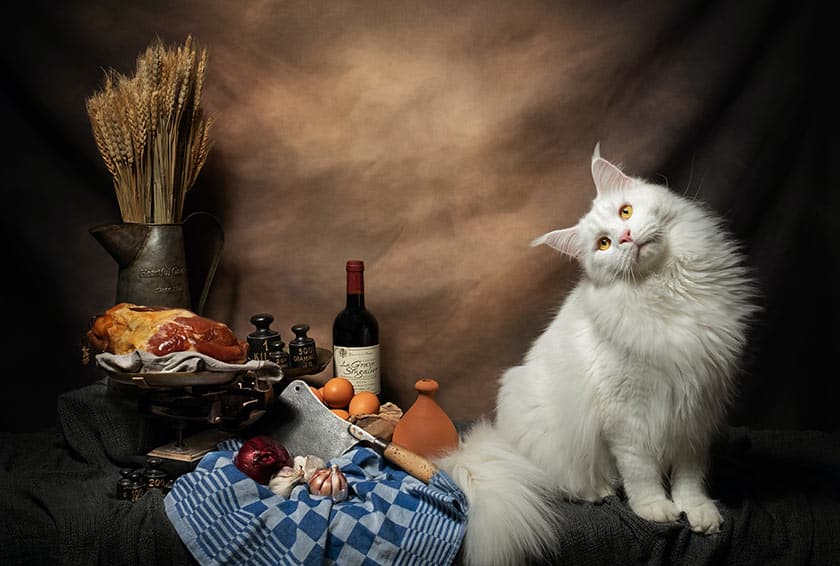 still life image depicting a fluffy white cat sitting beside a blue checkered cloth napkin, onions, garlic, clementines, a bottle of wine, a platter with a crusty loaf of bread, and a metal vase holding dried wheat