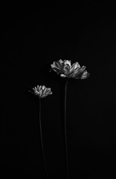 still life black and white flowers