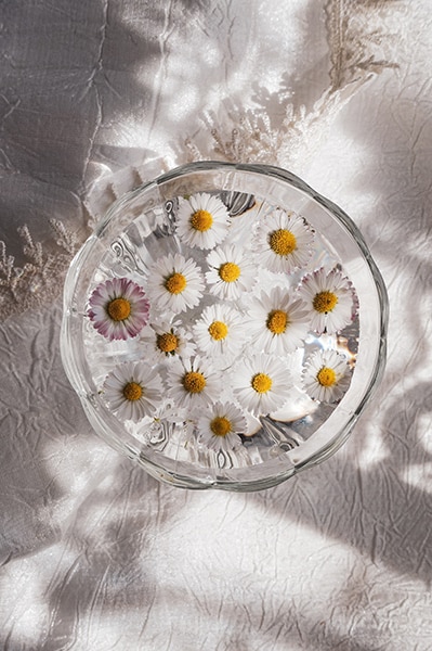still life image of daisy in bowl of water
