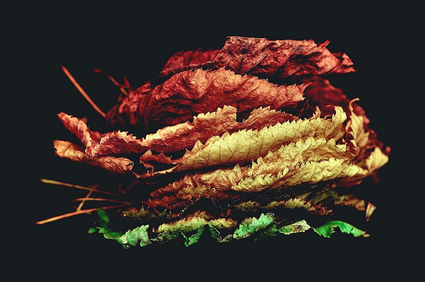 still life of colorful leaves