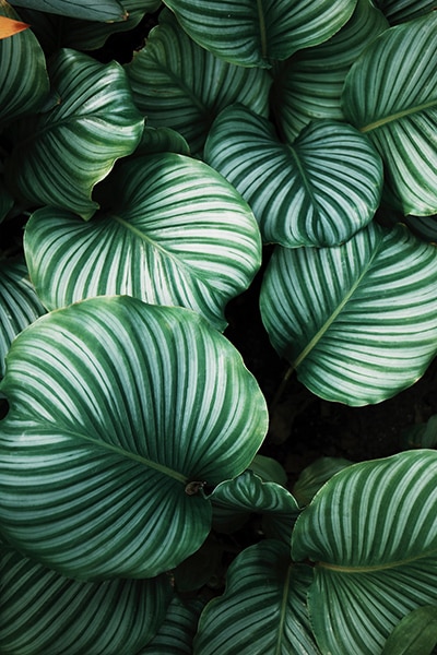 still life patterns in plant leaves