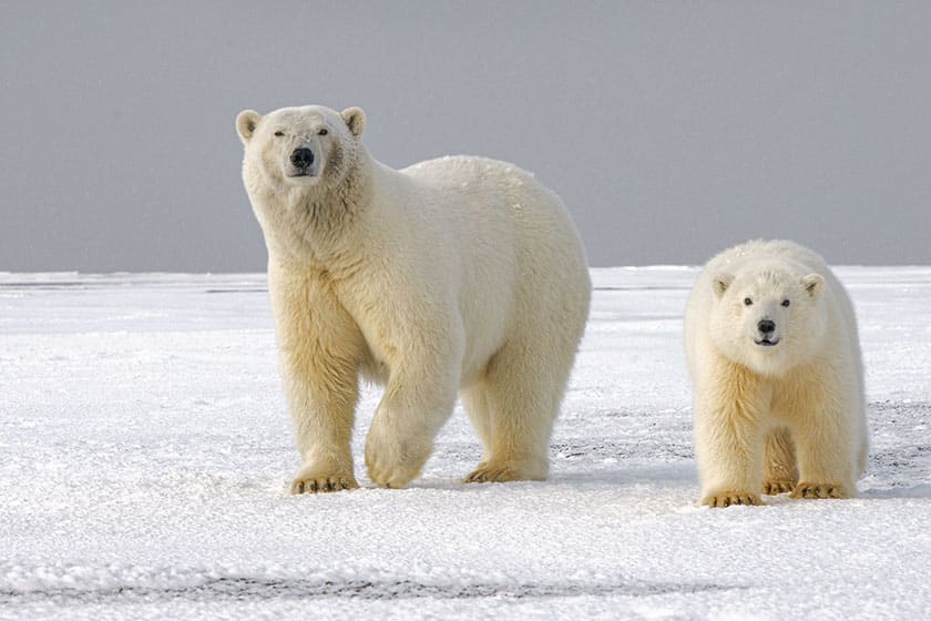 two polar bears in snow