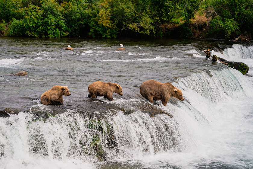 bears fishing in river