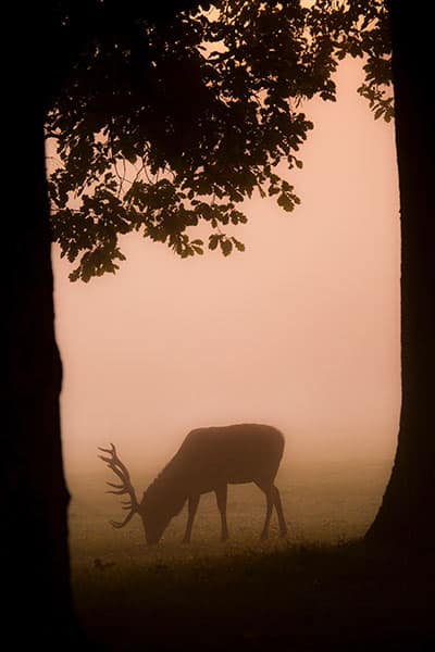 buck in fog