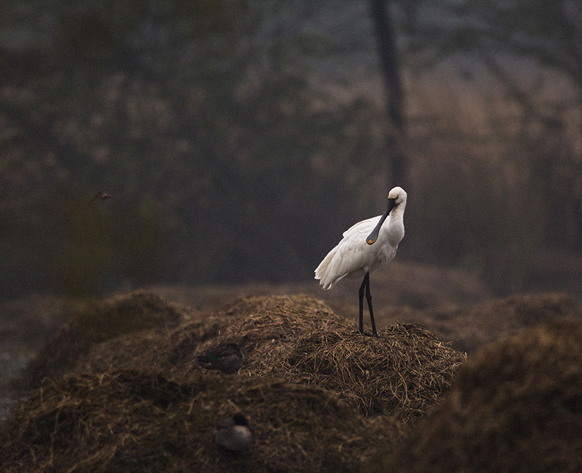 white crane standing in dusky woods