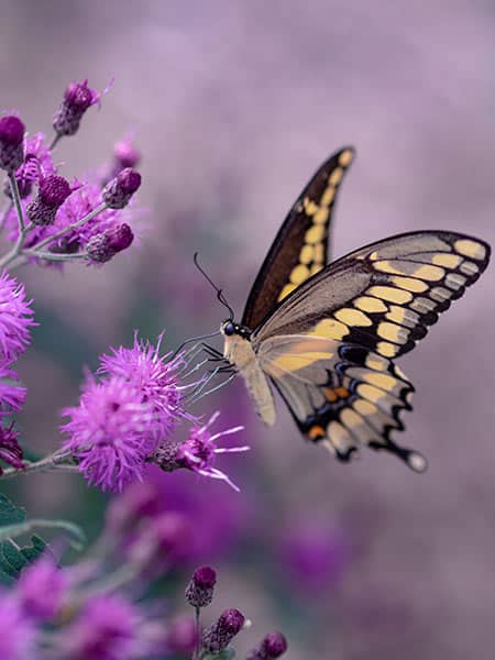 butterfly with flowers