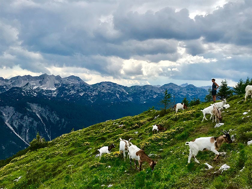 mountain goat on landscape
