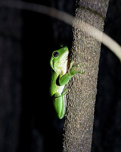 tree frog at nigth