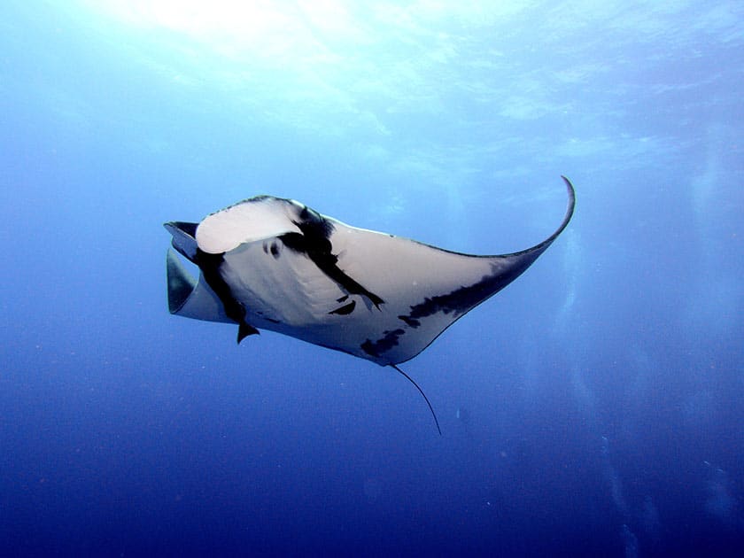 manta-ray underwater 