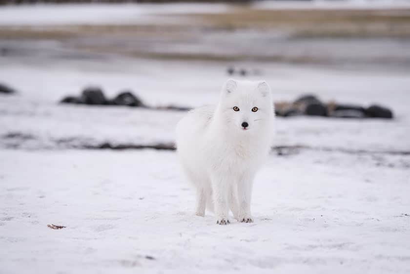 white fox in snow
