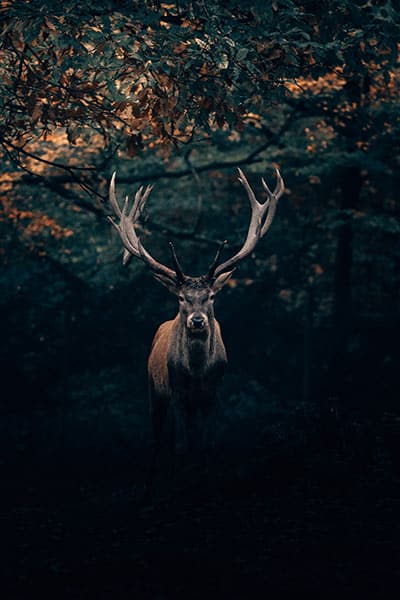 elk in darkness