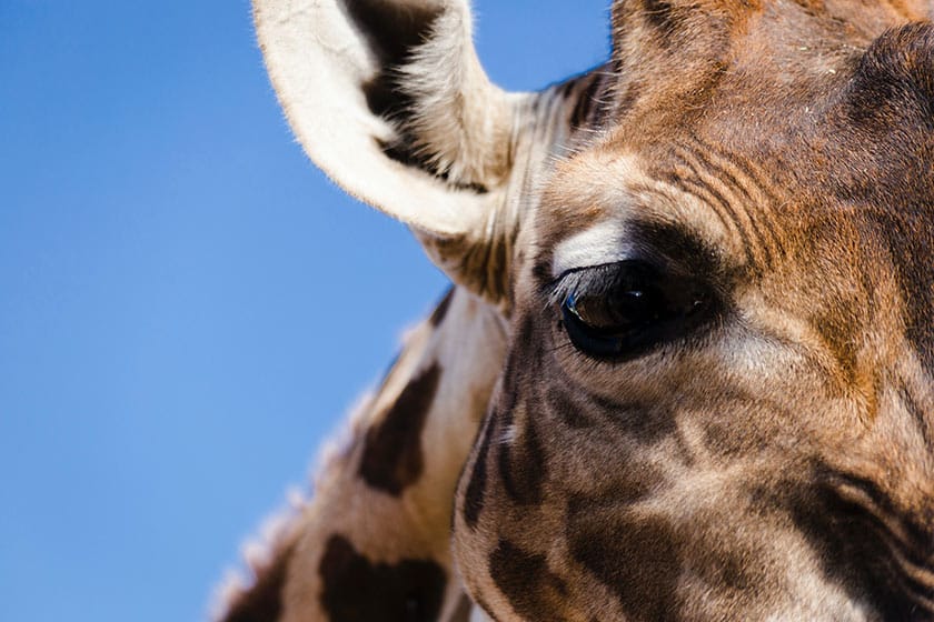 giraffe wildlife image