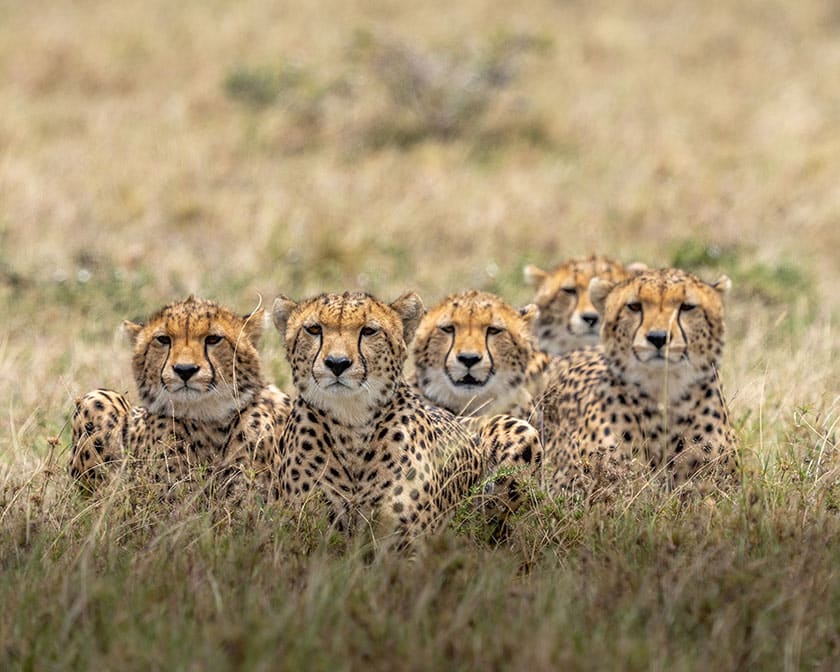 leopards in the wild
