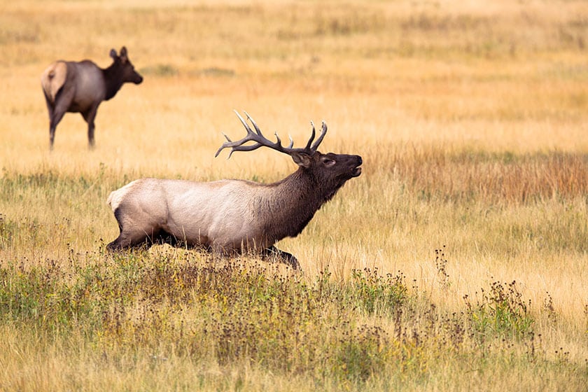 elk yellowstone national park