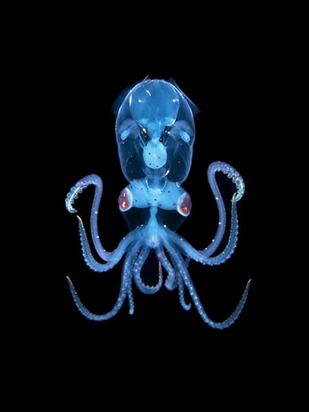 colorful blue and red image of a sharpear enope squid in crane pose by KatSnaps