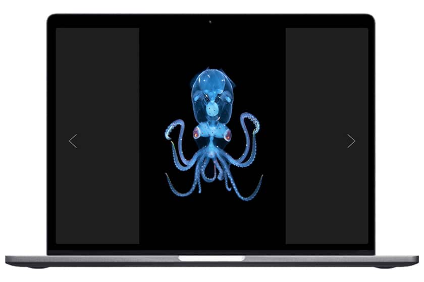 image of sharpear enope squid in crane pose by Kat Zhou