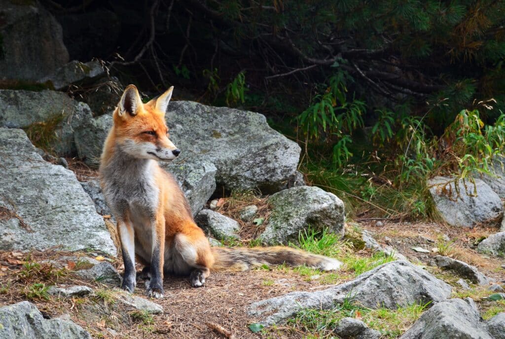 Graceful fox in a rocky forest