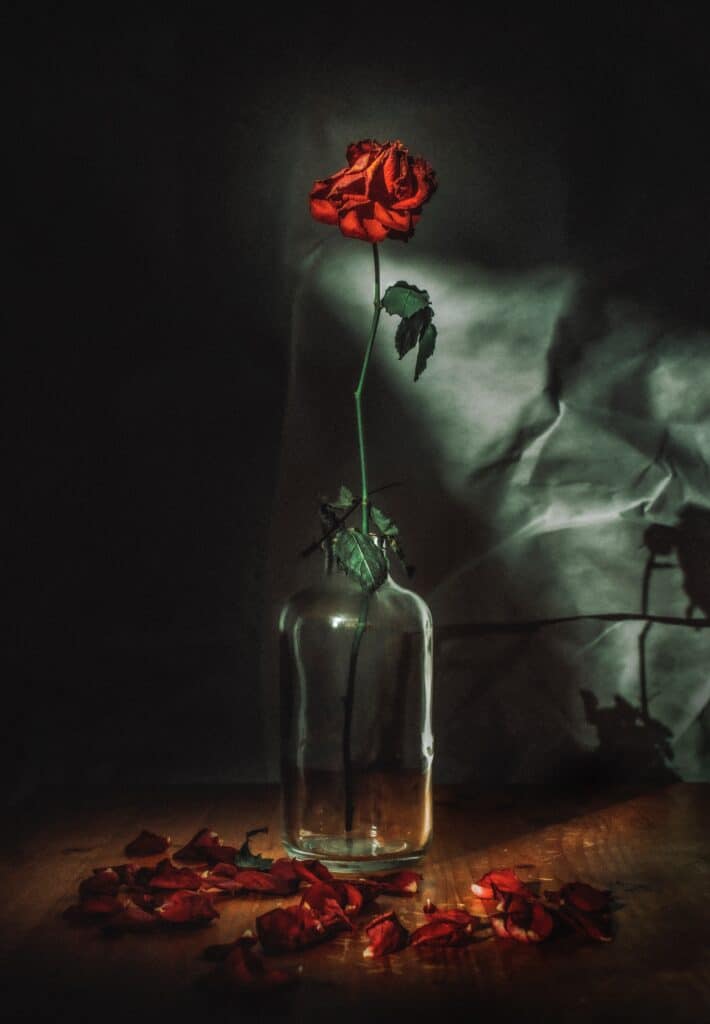 single rose in vase with dried petals on table