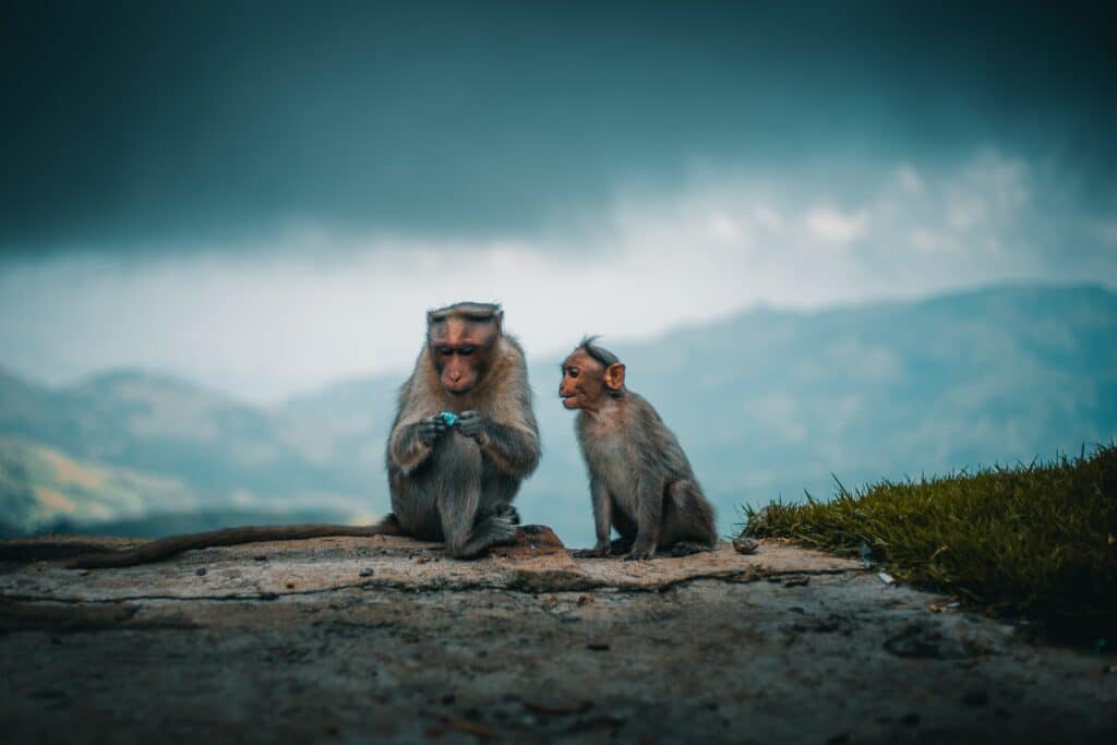 Monkey and her baby on a hill top in kodaikanal