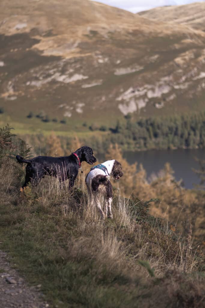 Kacey Lyngaas photograph of two dogs overlooking a valley