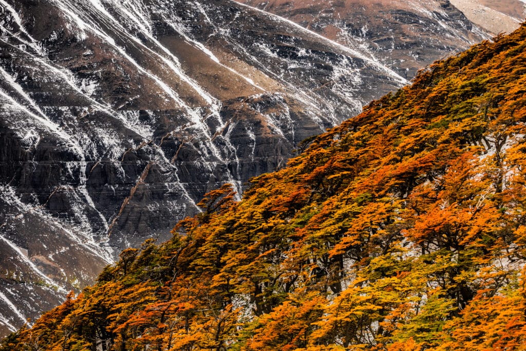 Laura Grier autumn leaves ridged mountain