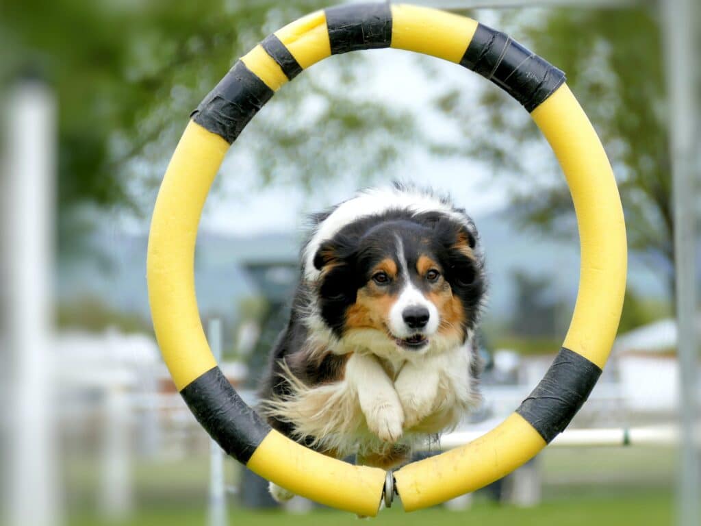 Border Collie jumping through the hoop at agility competition