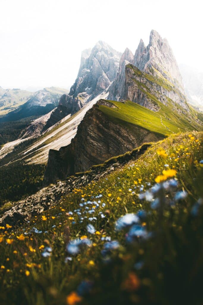 Flowers on the Seceda mountains in Italy