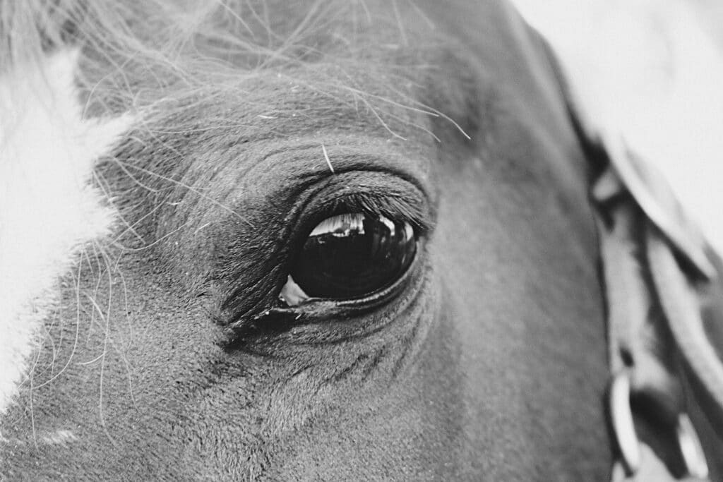 black and white close-up of horse eye