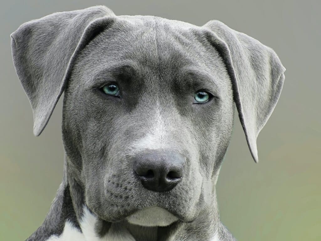 grey dog with blue eyes