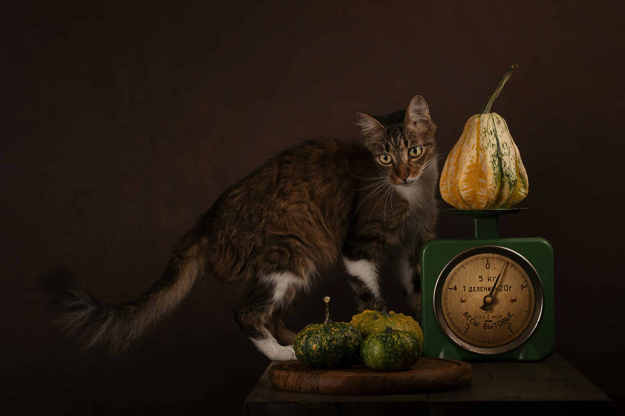 still life image from unsplash with cate and gourds